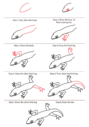 A detailed step-by-step Gecko Drawing Ideas