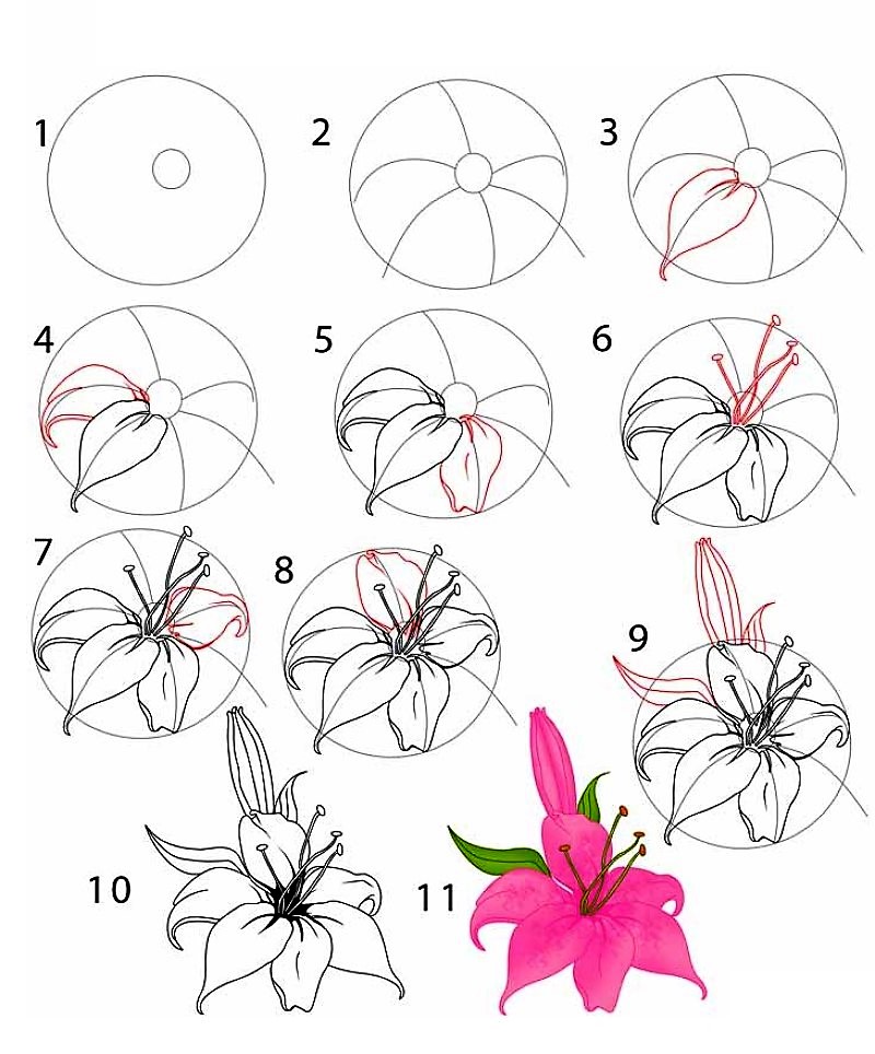 A detailed step-by-step lily flower Drawing Ideas