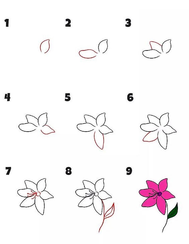 A simple lily flower Drawing Ideas