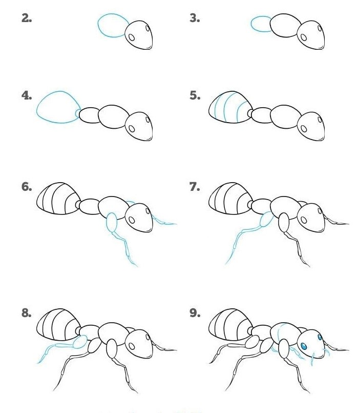 A step-by-step detailed ant Drawing Ideas