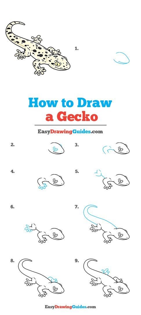Gecko Idea 2 Drawing Ideas