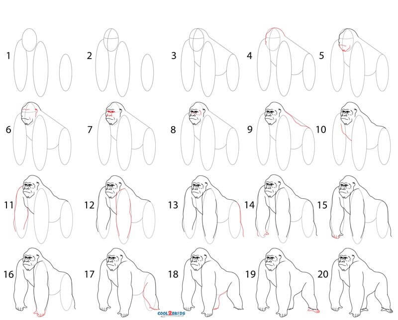 How to draw Gorilla idea (15)