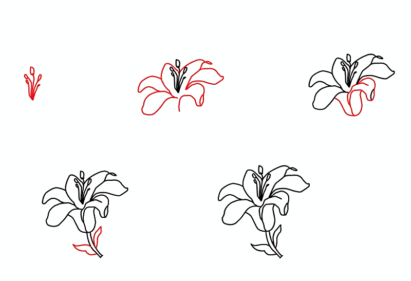 Lily flower idea 3 Drawing Ideas