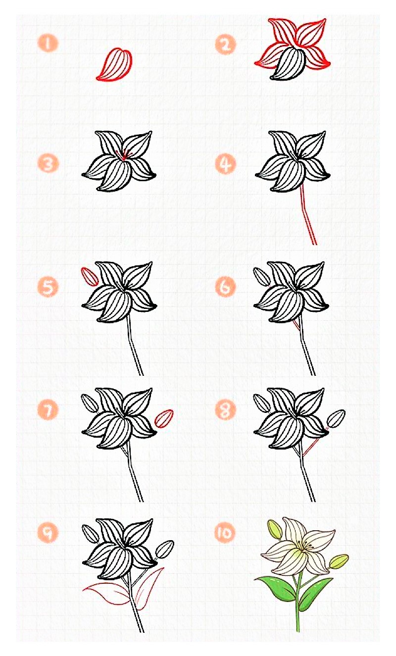 Lily flower idea 5 Drawing Ideas