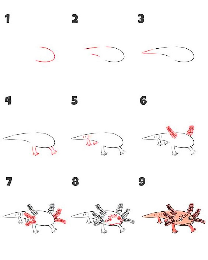 The idea of Axolotl 1 Drawing Ideas