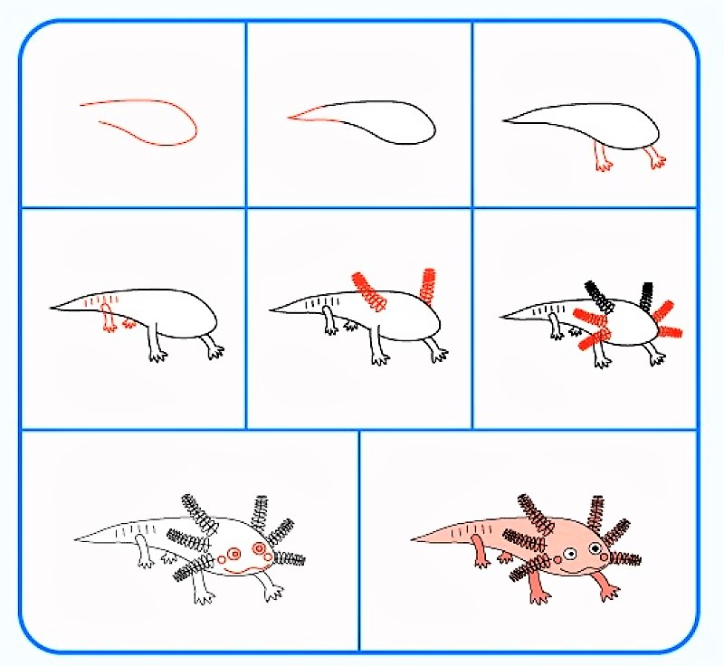 The idea of Axolotl 5 Drawing Ideas