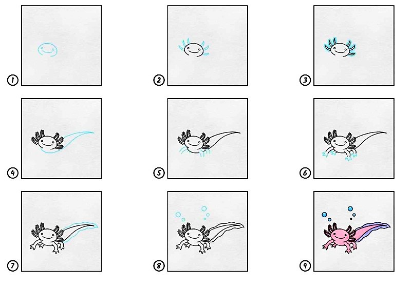 The idea of Axolotl 6 Drawing Ideas