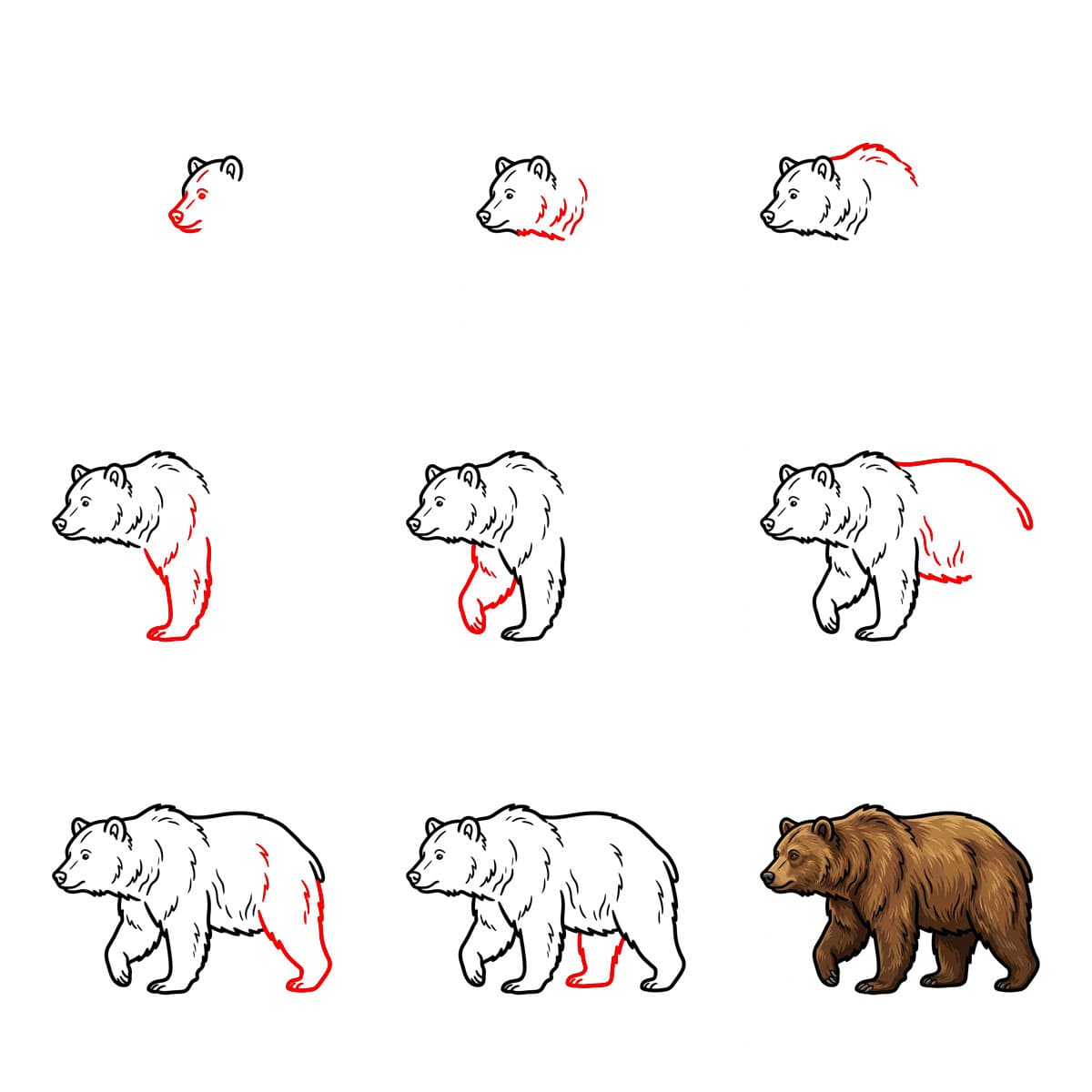Bear side view Drawing Ideas