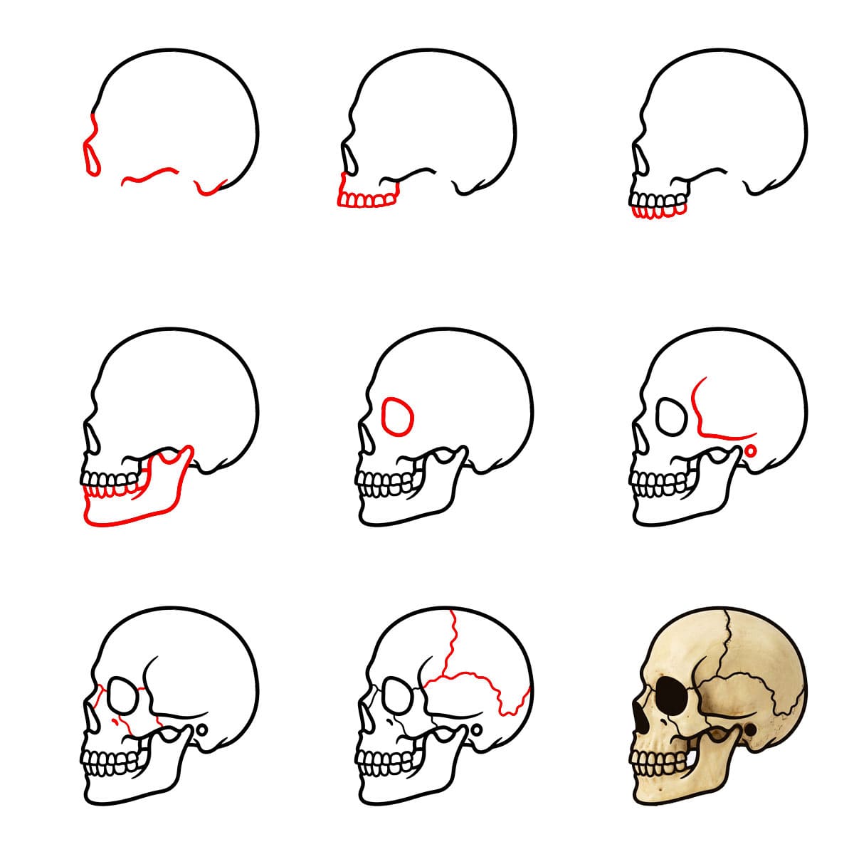 Side View Skull Drawing Ideas