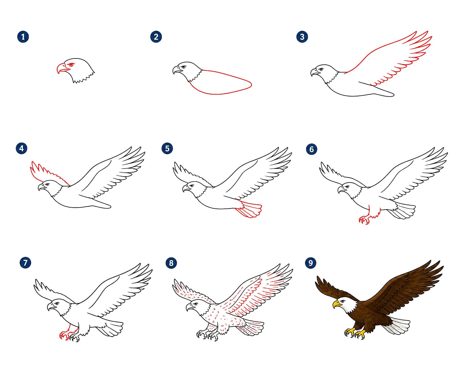 Soaring Eagle Drawing Ideas