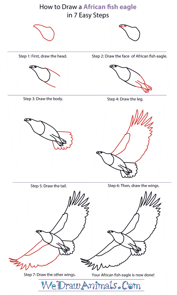 How to draw A detailed step-by-step Eagle