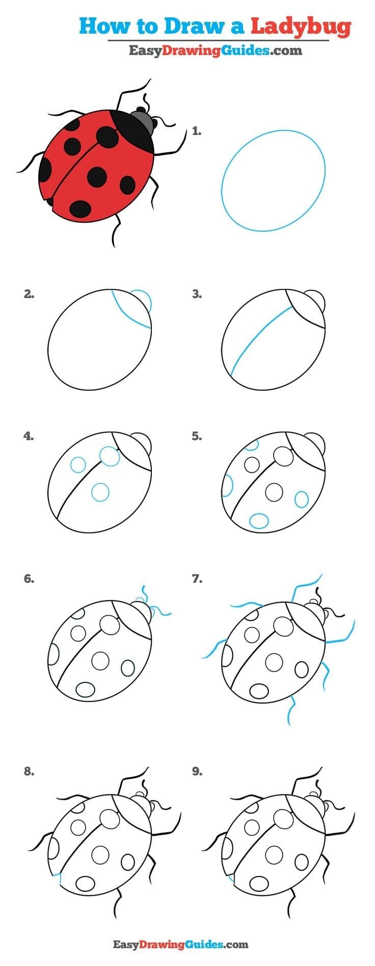 How to draw A detailed step-by-step Ladybug