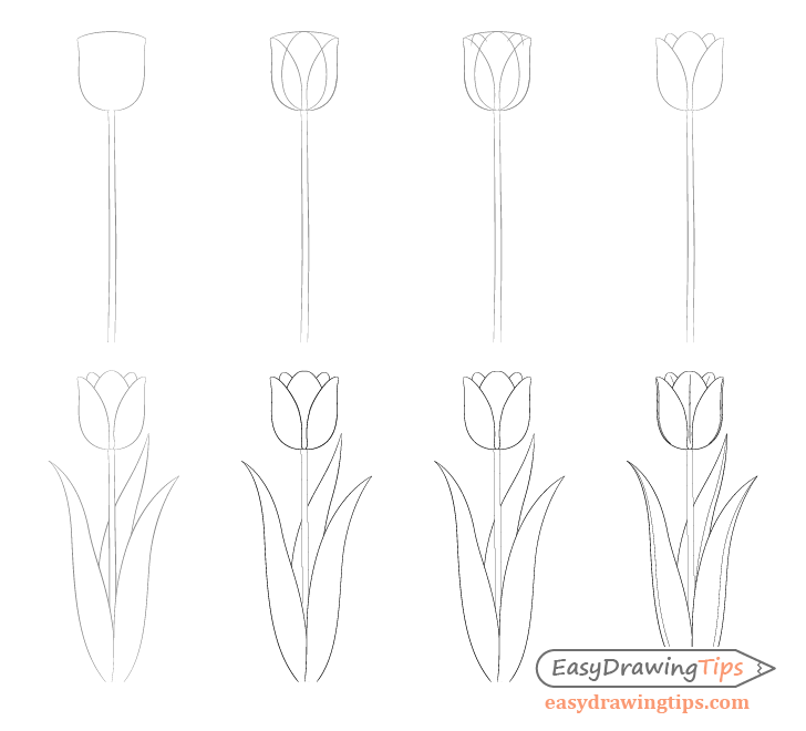 Tulip idea 2 Drawing Ideas