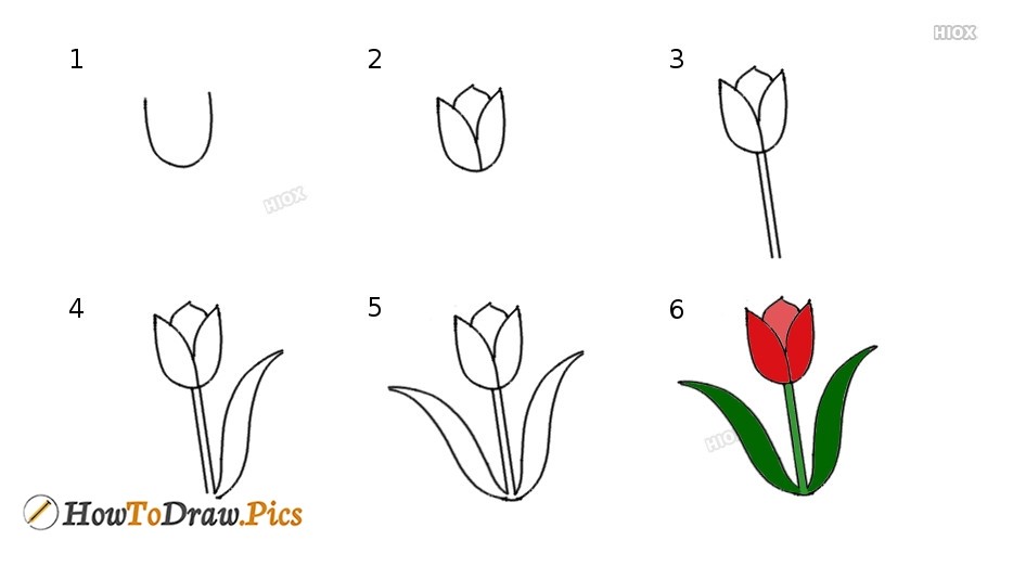 Tulip idea 5 Drawing Ideas