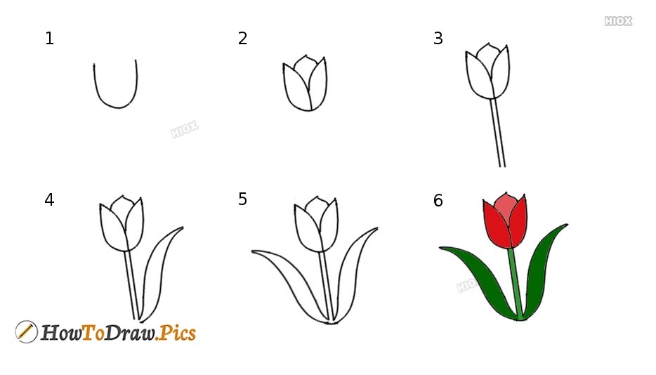 How to draw Tulip idea 5