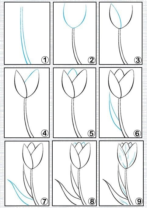 Tulip idea 8 Drawing Ideas