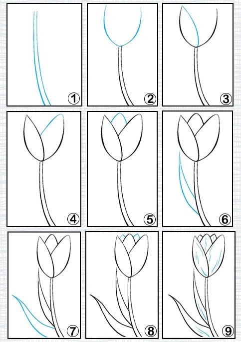 How to draw Tulip idea 8