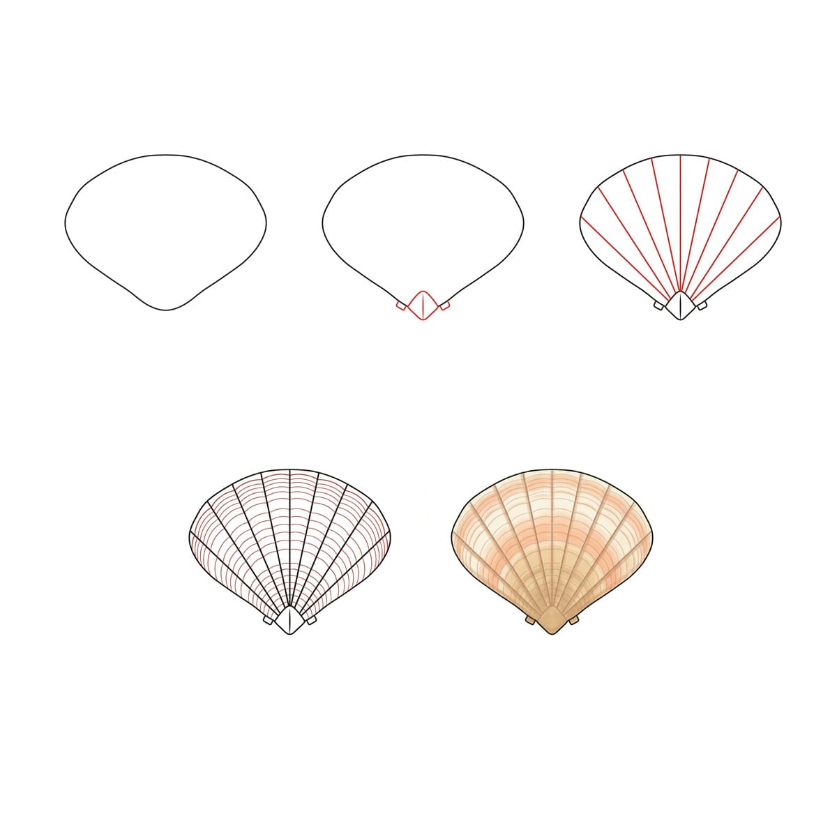 Basic Heart Seashell Drawing Ideas