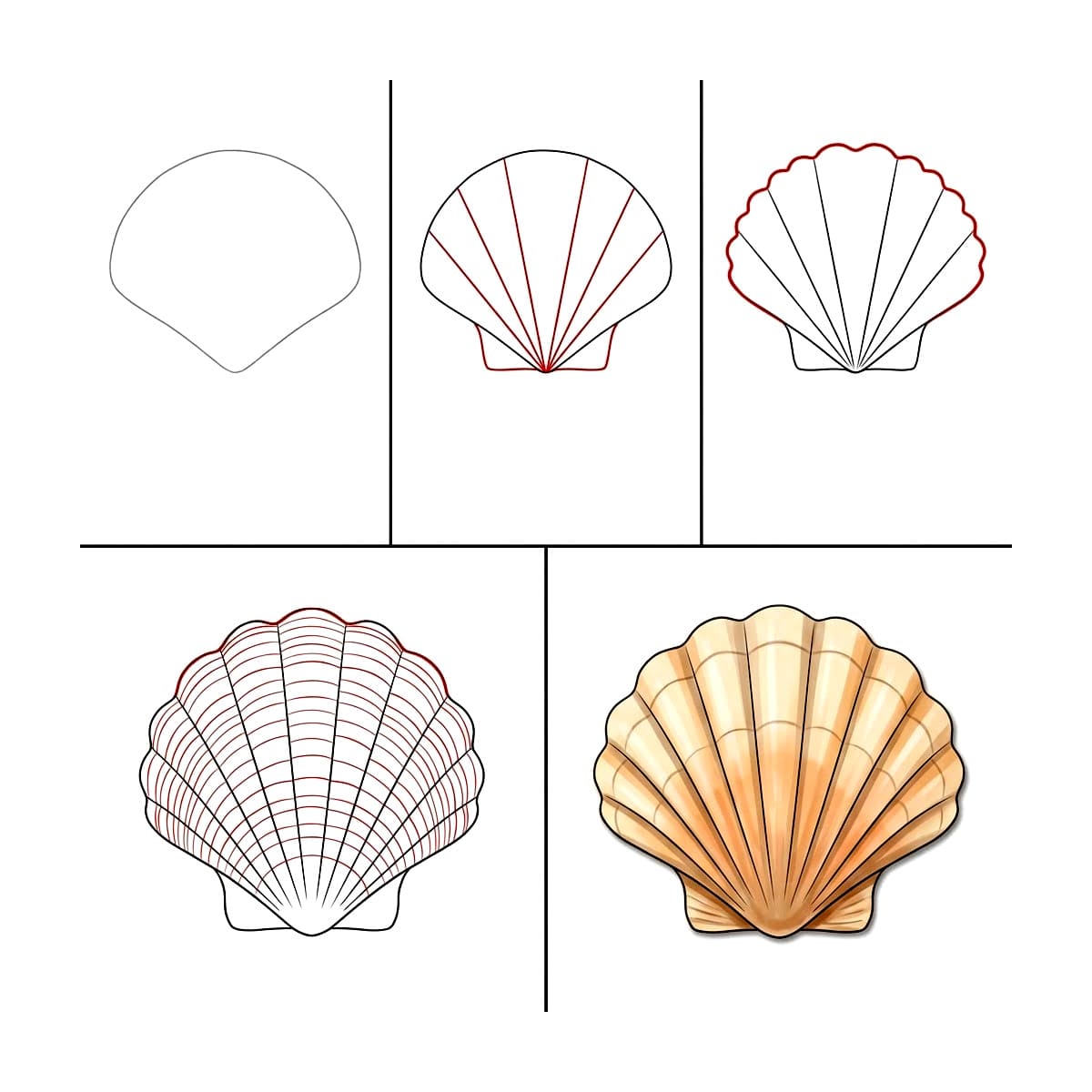 Big Scallop Seashell Drawing Ideas
