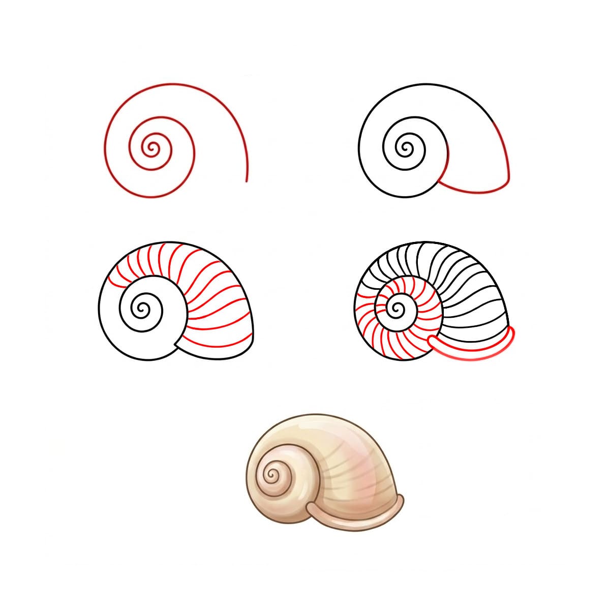 Big Spiral Seashell Drawing Ideas