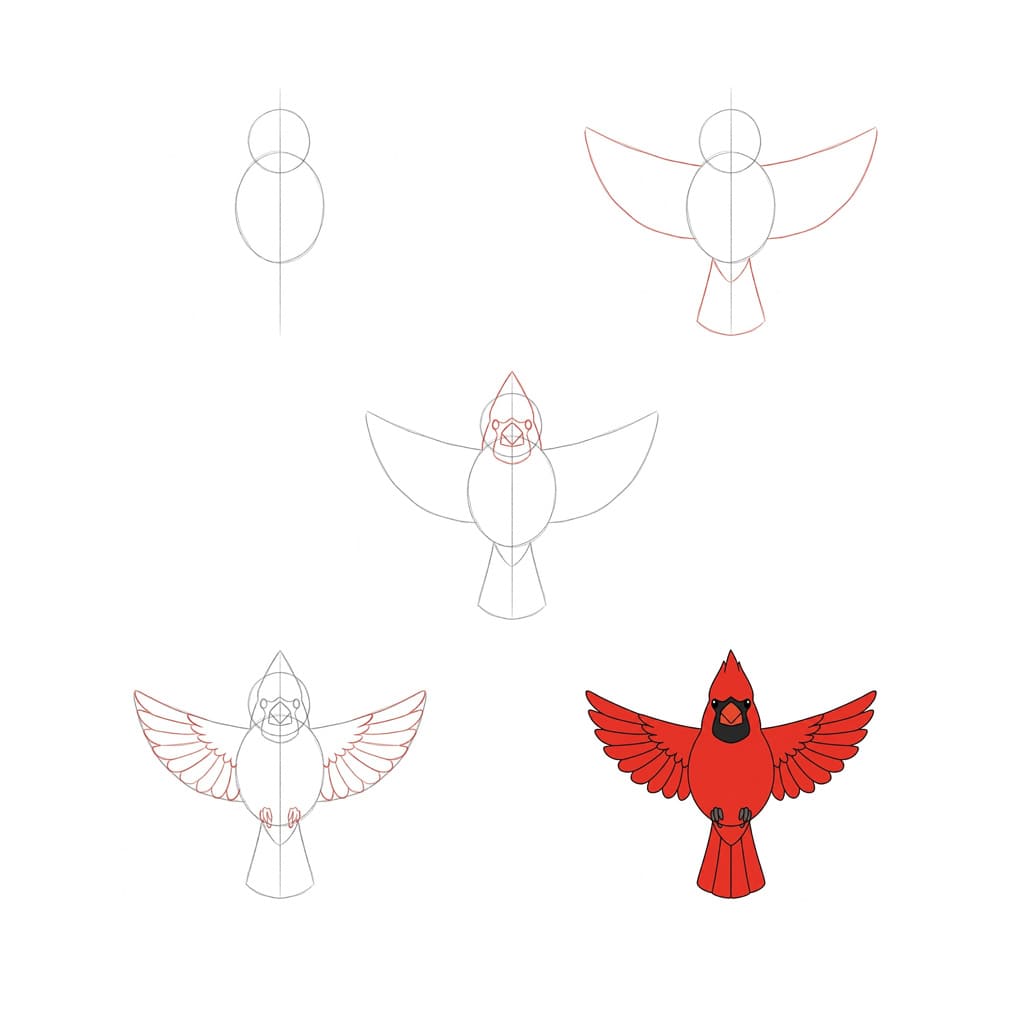How to draw Cardinal Soaring