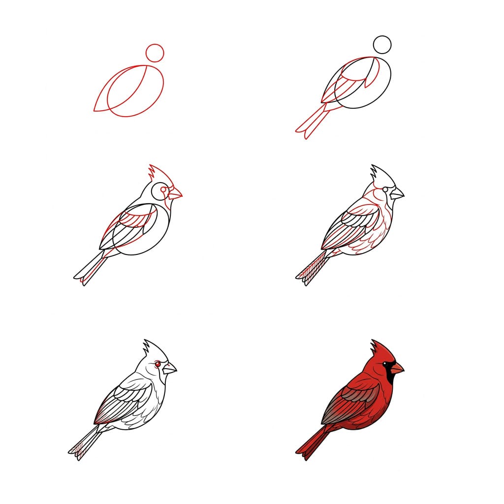 How to draw Cardinal basic