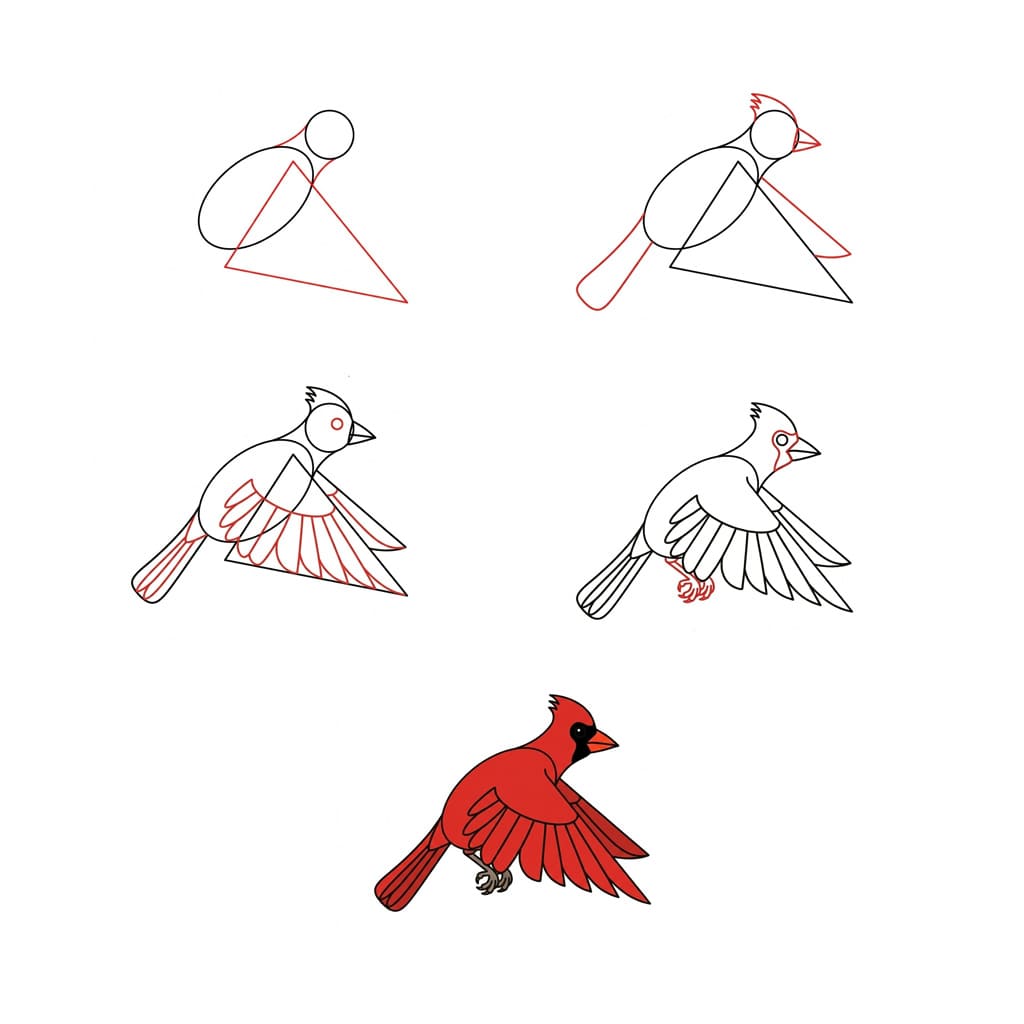 How to draw Cardinal flaps