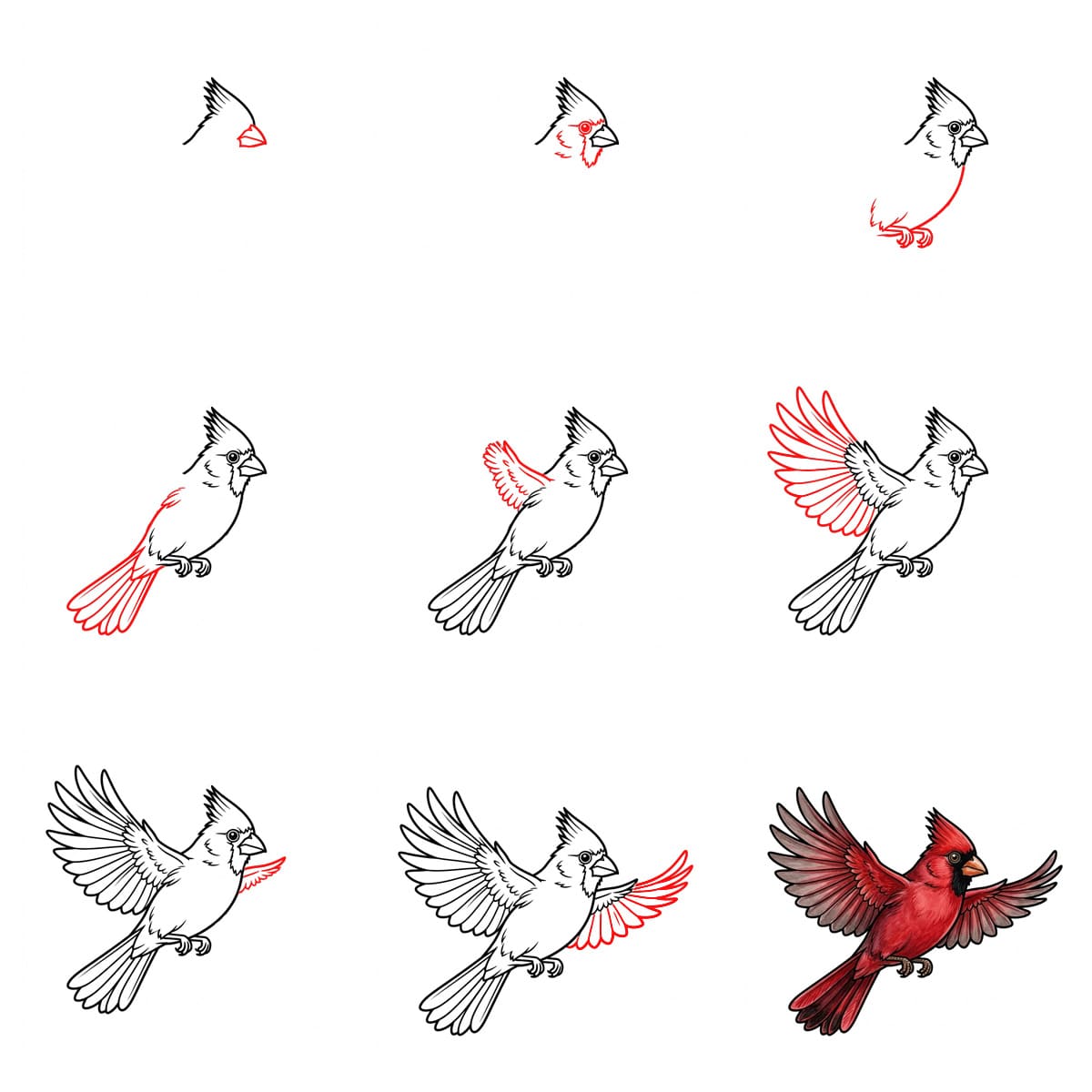 How to draw Cardinal fly