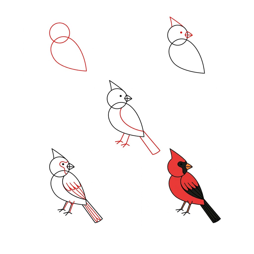 How to draw Cardinal turns head