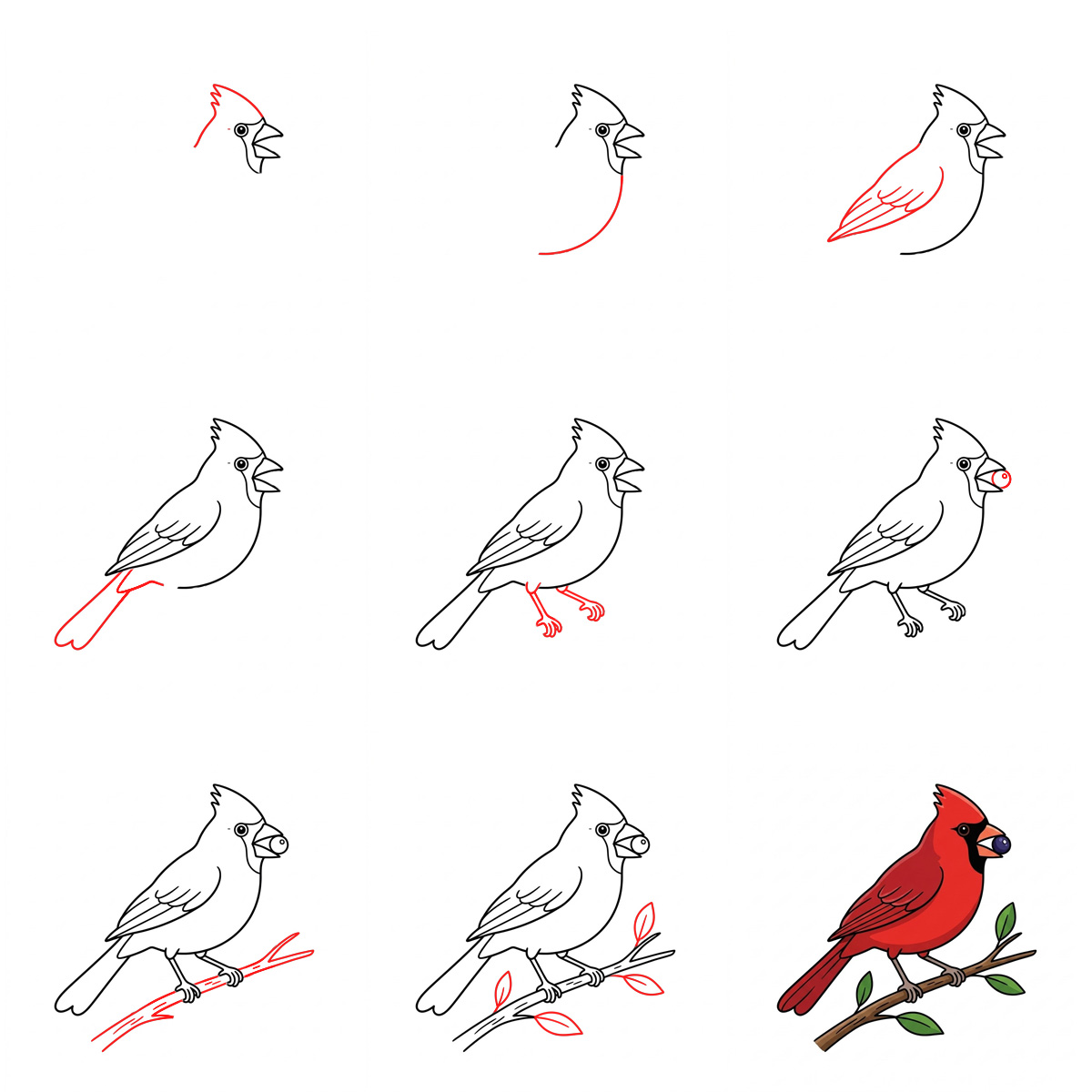How to draw Cardinal with Berry