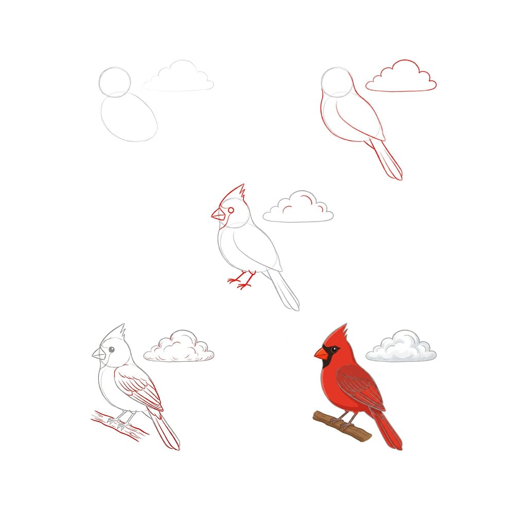 How to draw Cardinal with cloud