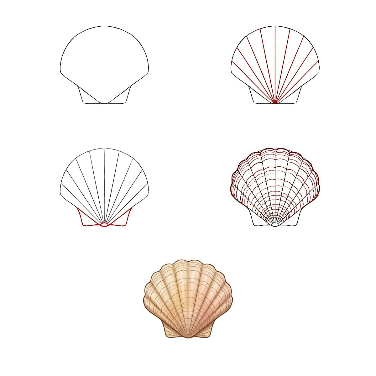 Classic Fan Seashell Drawing Ideas