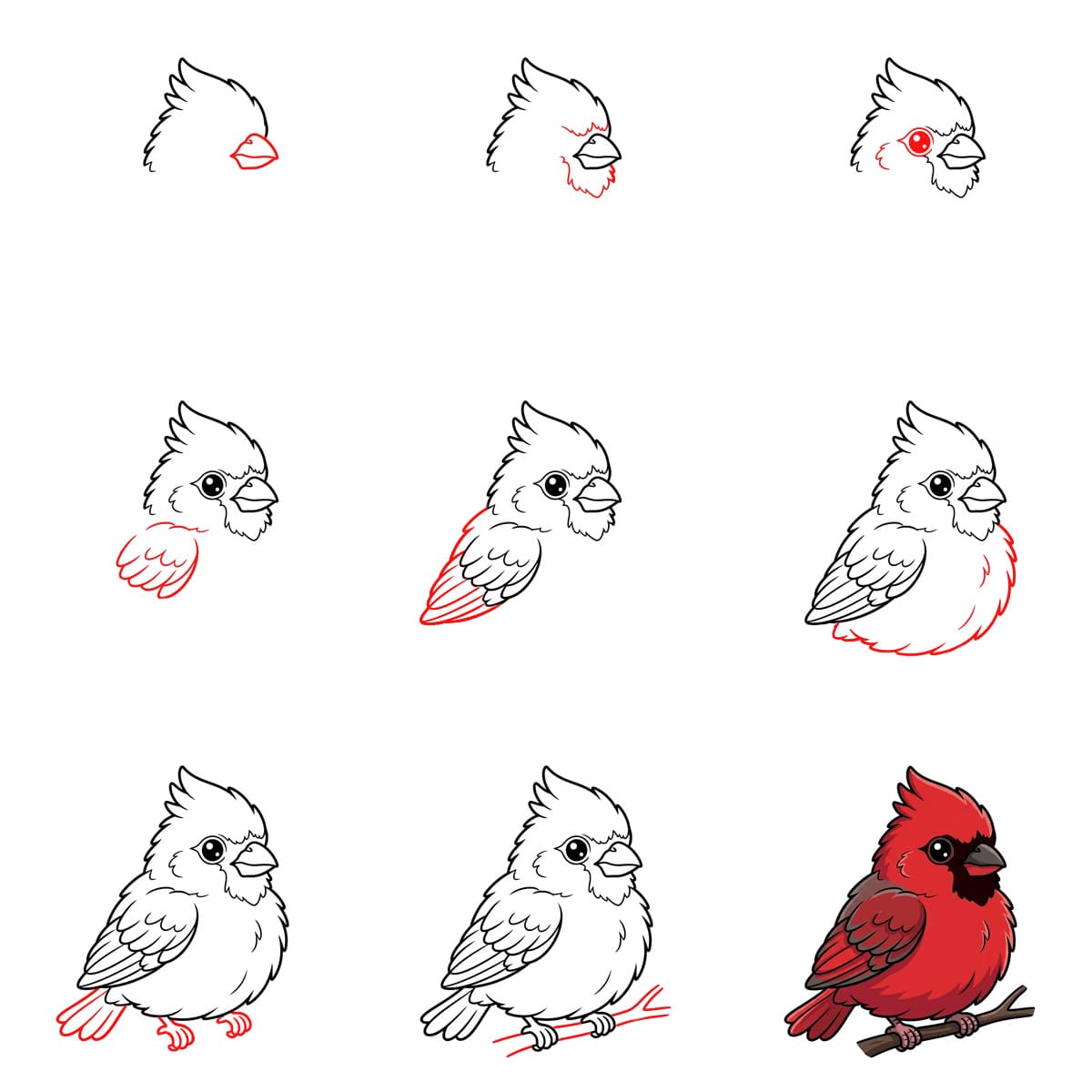 How to draw Little Cardinal