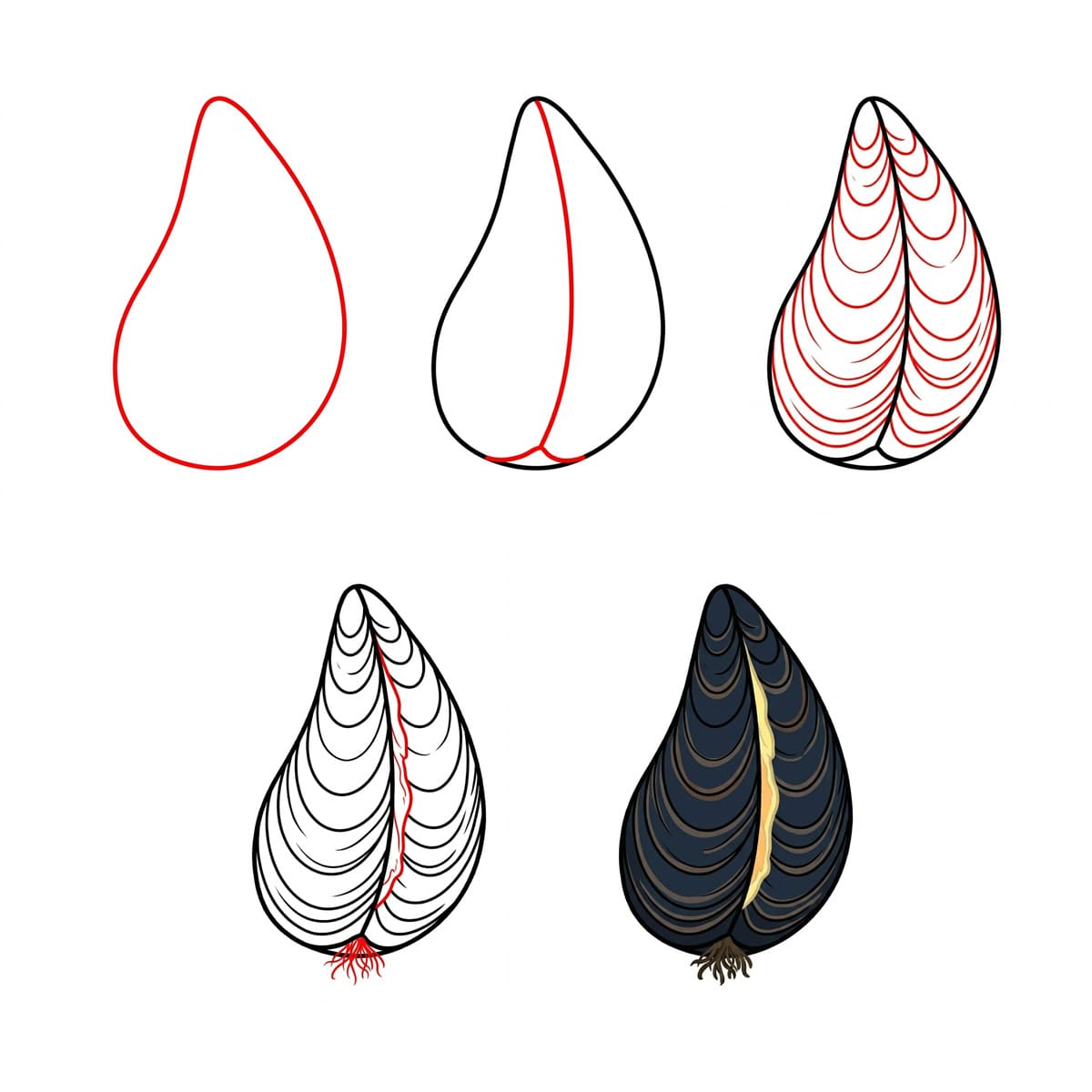Long Mussel Seashell Drawing Ideas