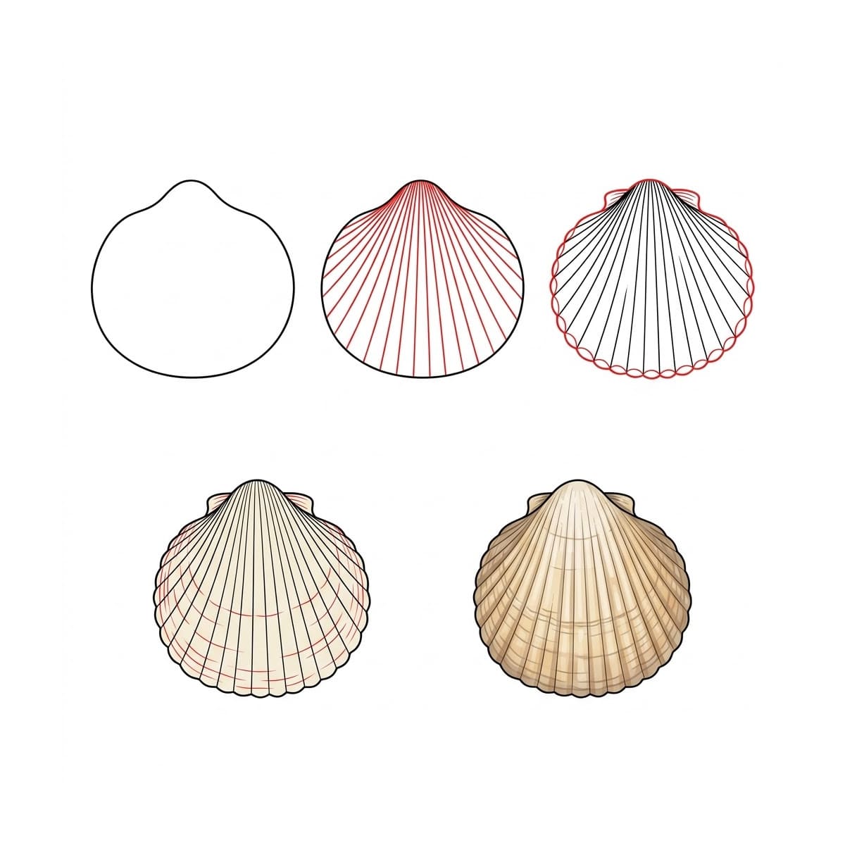 Round Seashell Drawing Ideas
