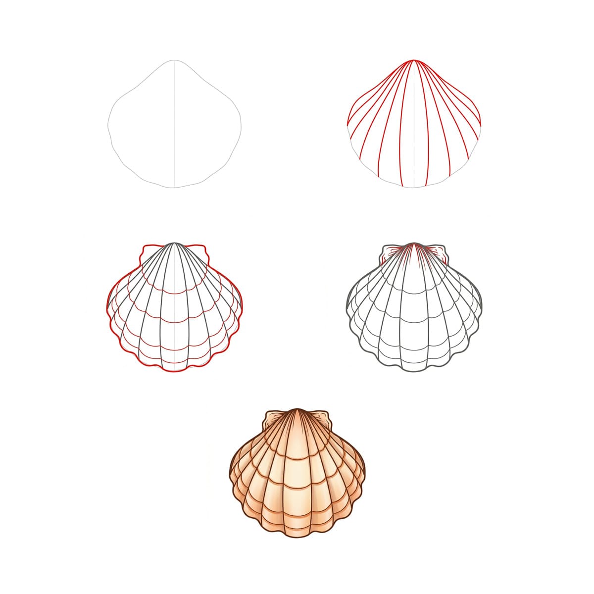 Sharp Ridge Seashell Drawing Ideas