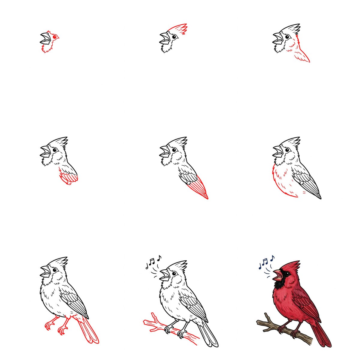 How to draw Singing Cardinal