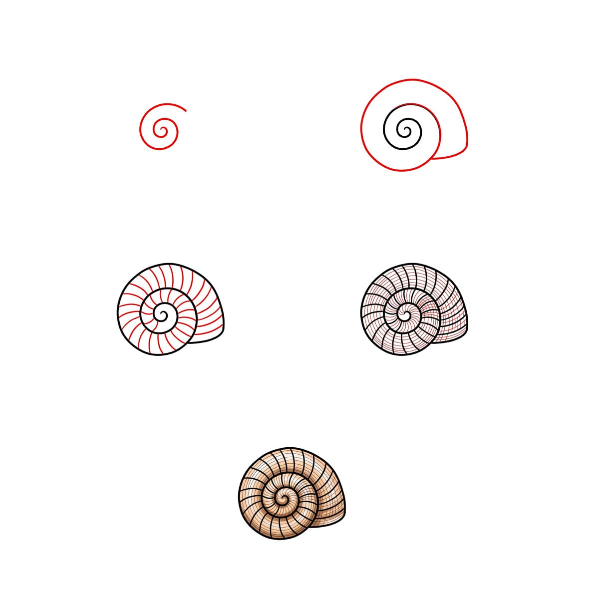 Small Spiral Seashell Drawing Ideas