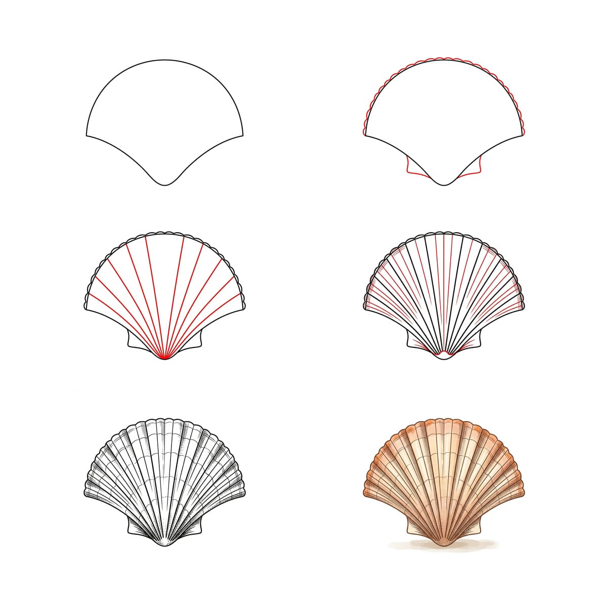 Striped Scallop Seashell Drawing Ideas