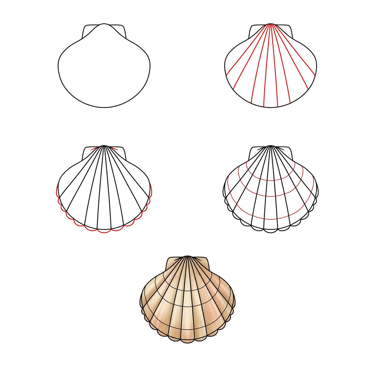 Symmetric Scallop Seashell Drawing Ideas