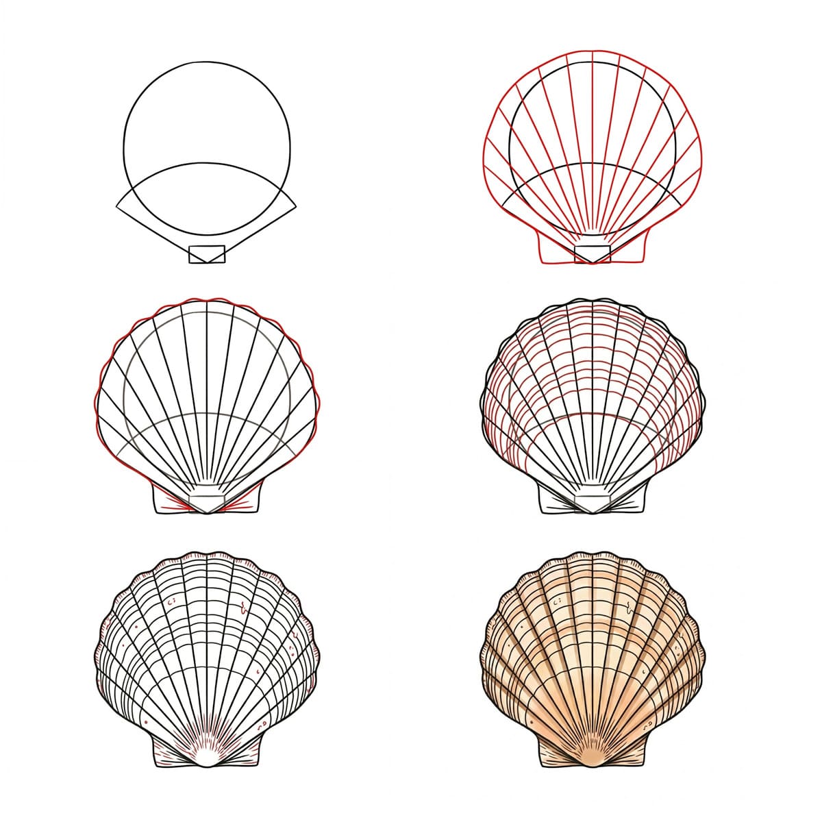 Tall Scallop Seashell Drawing Ideas