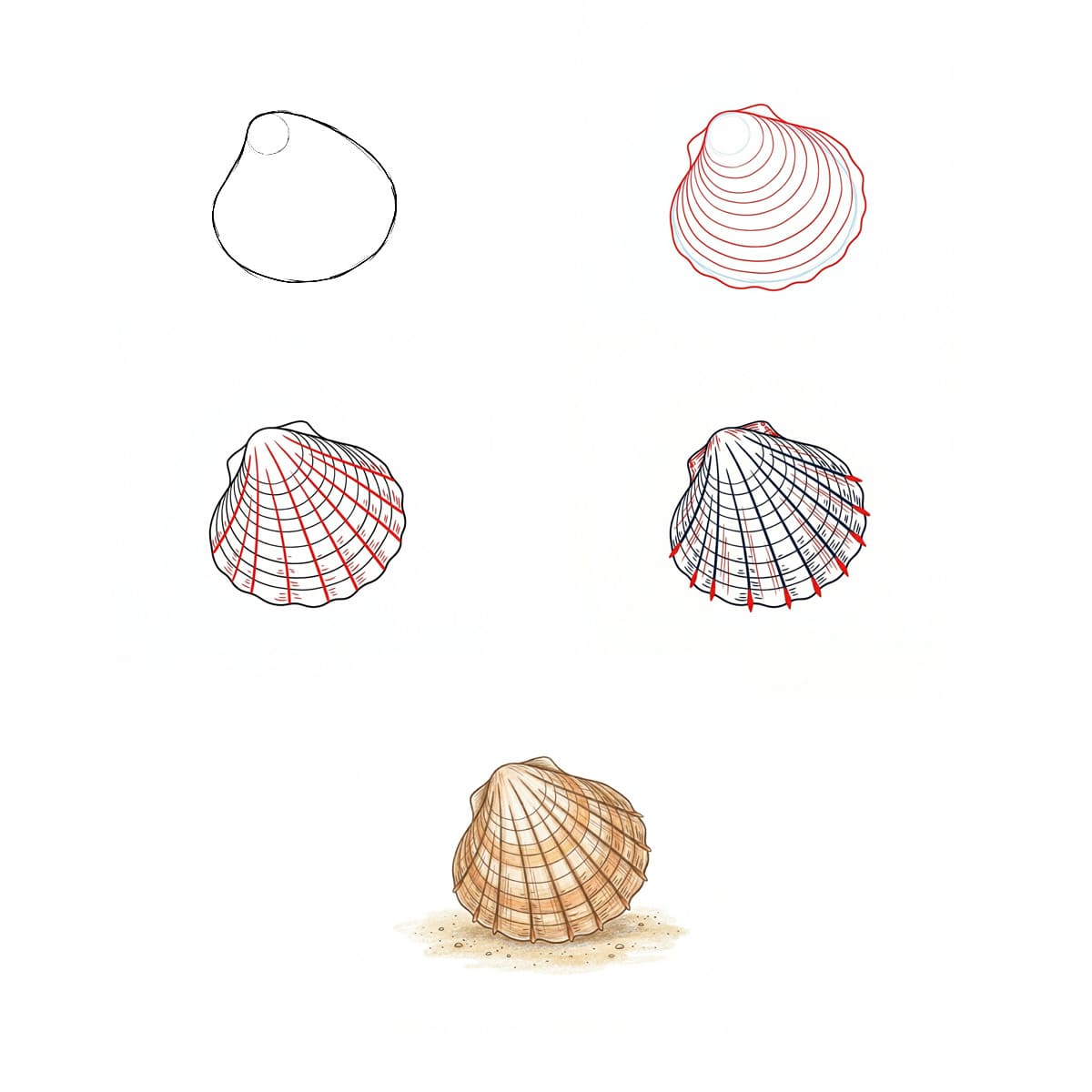 Tiny Clam Seashell Drawing Ideas
