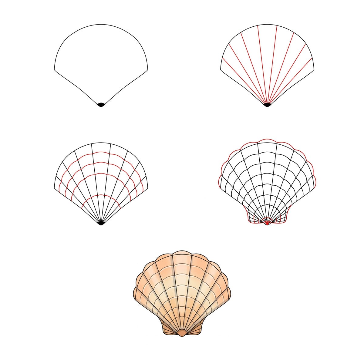 Wide Fan Seashell Drawing Ideas