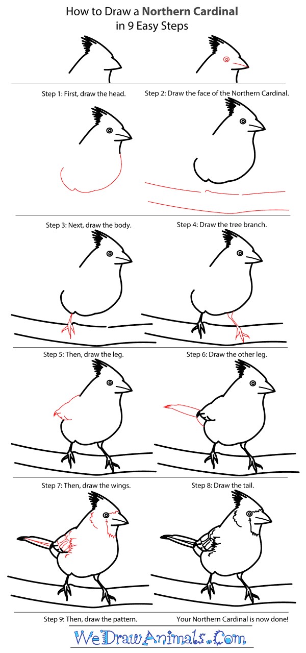 How to draw A detailed step-by-step Cardinal