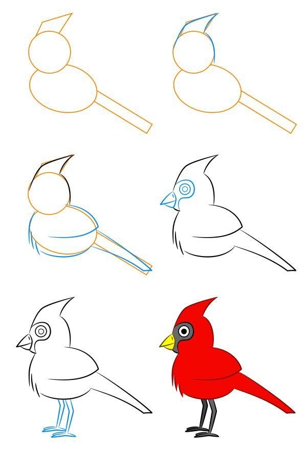 Cardinal Drawing Ideas