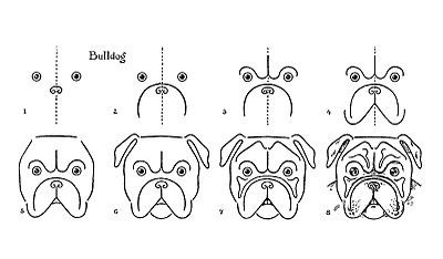Bulldog Ideas 1 Drawing Ideas