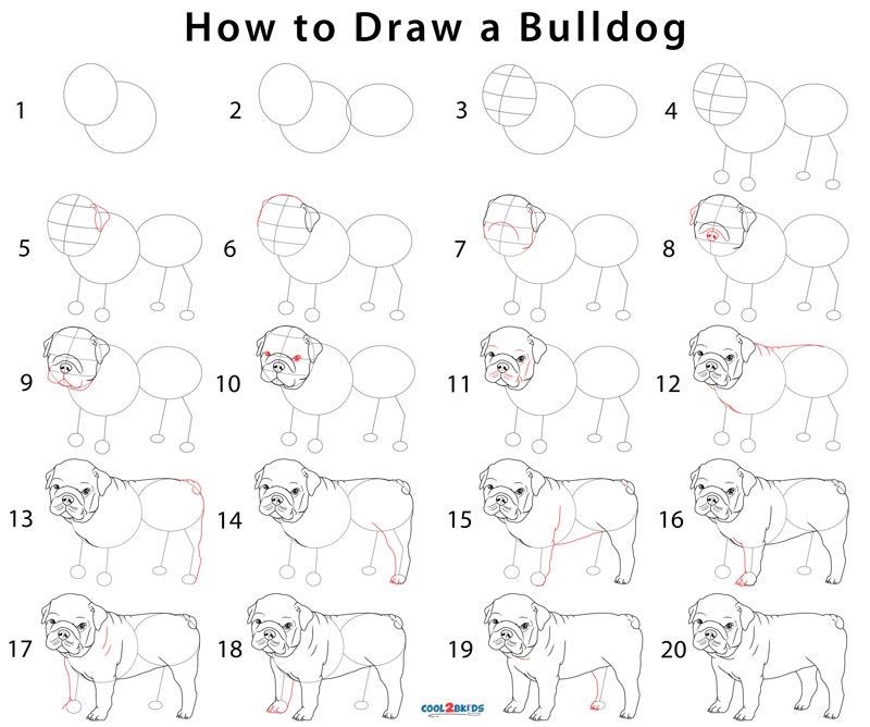 Bulldog Ideas 2 Drawing Ideas