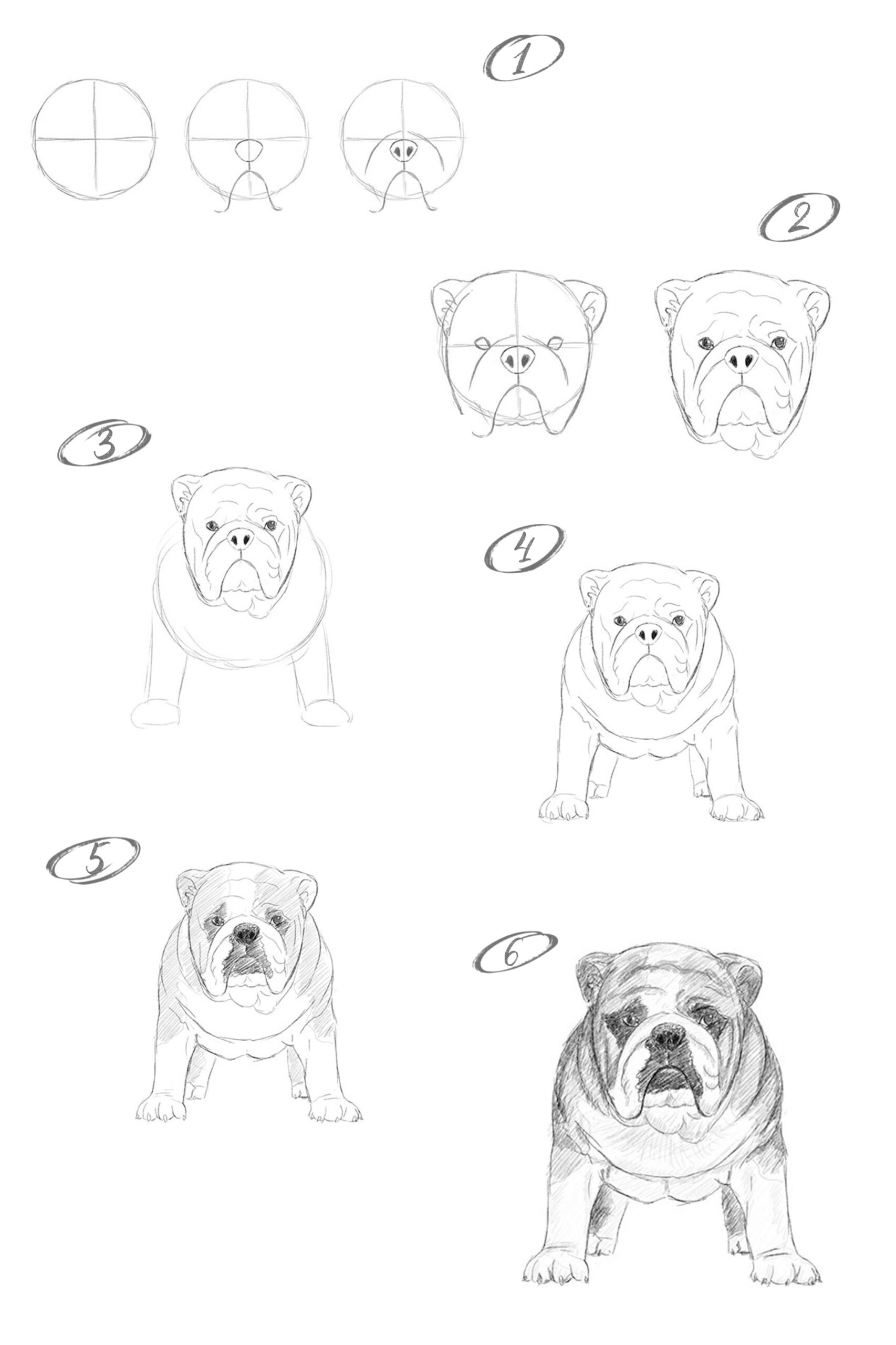 Bulldog Ideas 5 Drawing Ideas