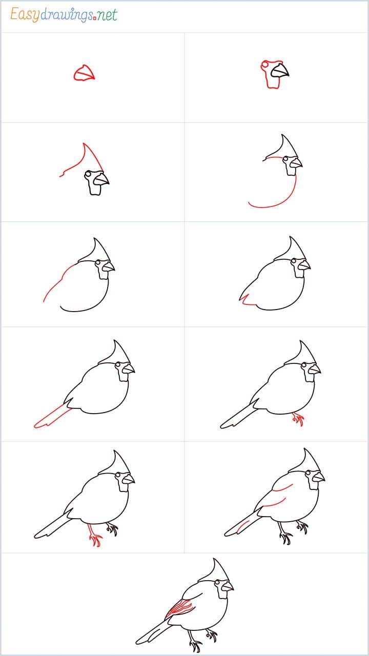How to draw Cardinal Idea 1