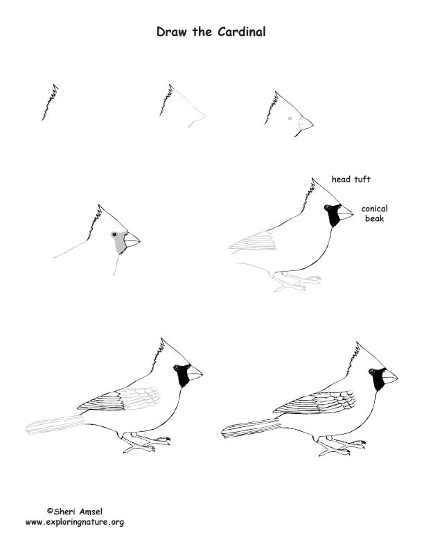 How to draw Cardinal Idea 11